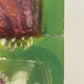 The Lost World Jurassic Park Green Eye Variant Velociraptor